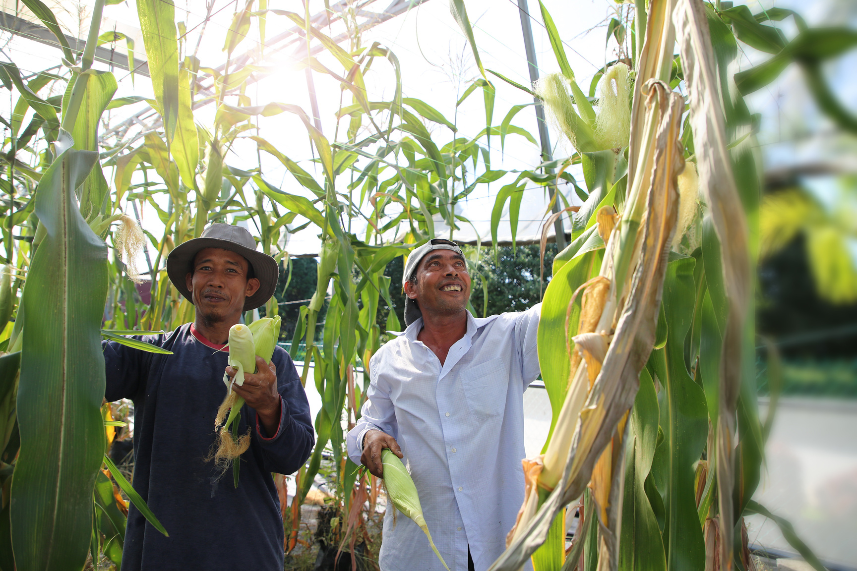Greenhouse Organic Farm